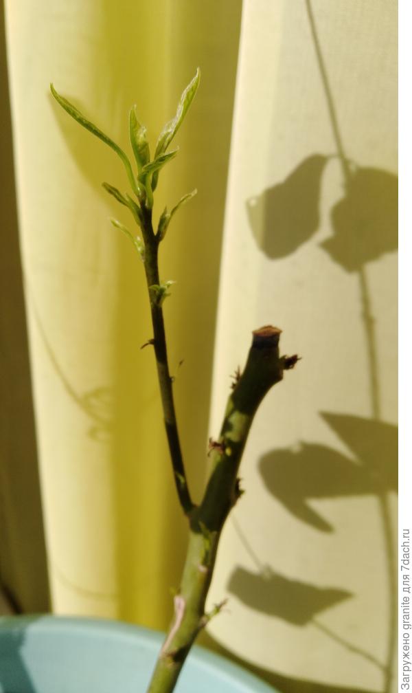 Новый побег авокадо после обрезки