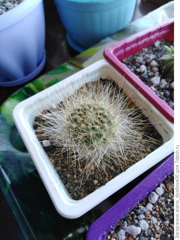 это его отросток/детка