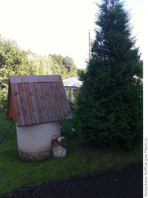 Туя 3, поближе