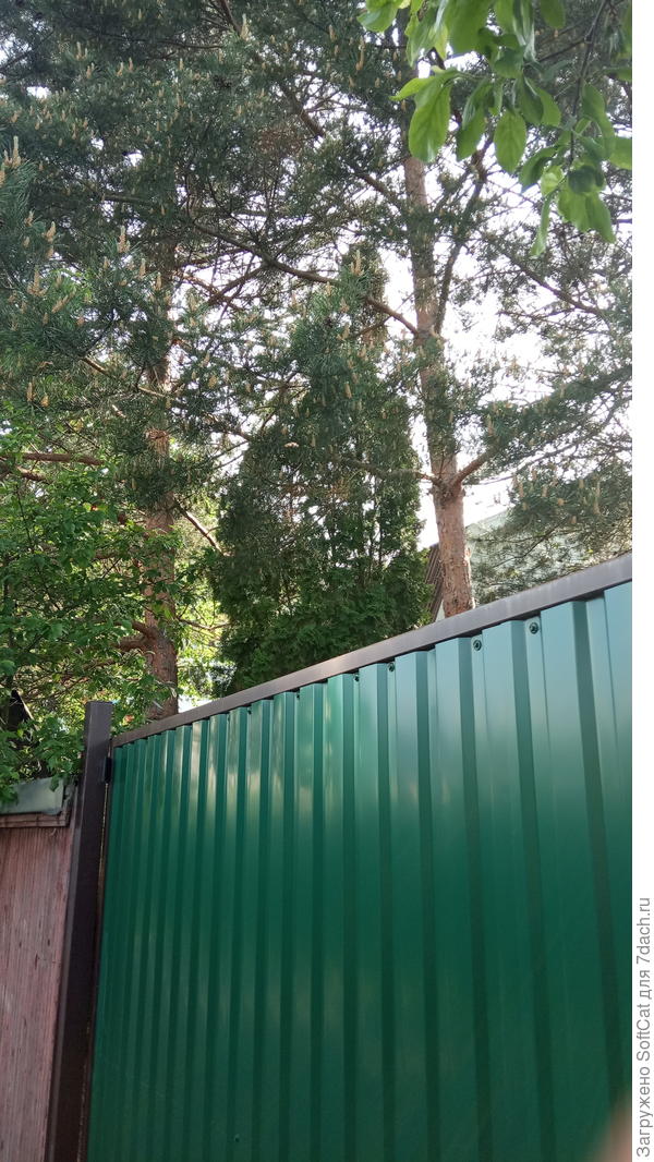 Туя 5, другой ракурс