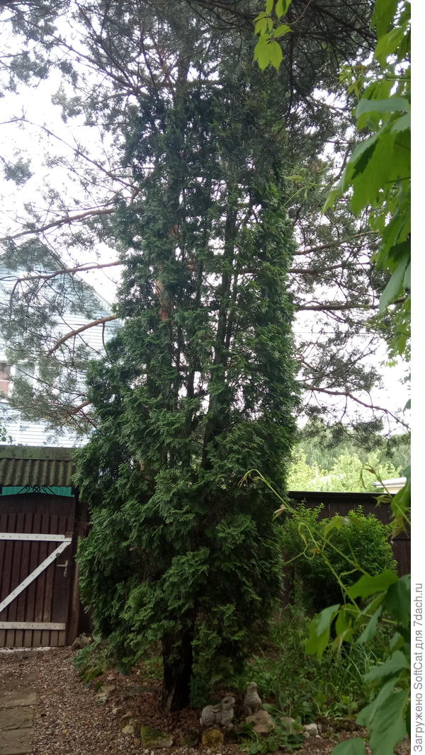 Туя 5, ракурс 4