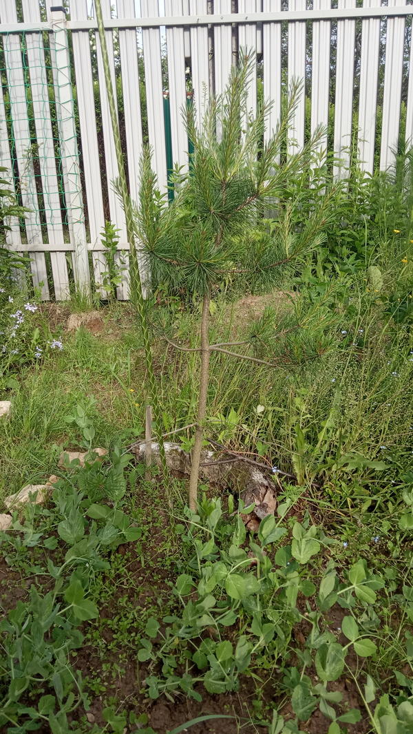 Сосна
