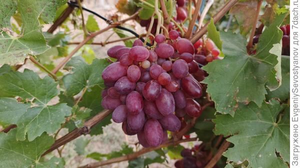 Ризамат после лечения оидиума, середина сентября