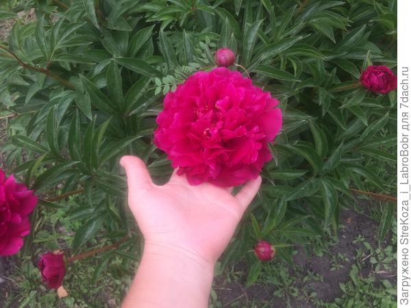 сам цветок не очень большой)