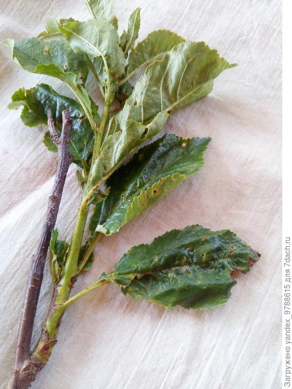 Очень похоже на клястероспориоз