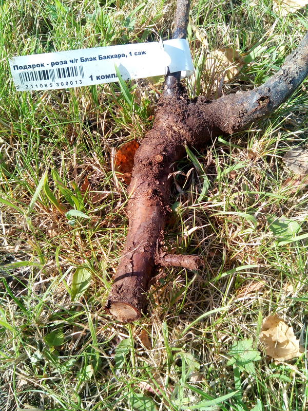 Все корешки сгнили, кроме основного толстого стержня