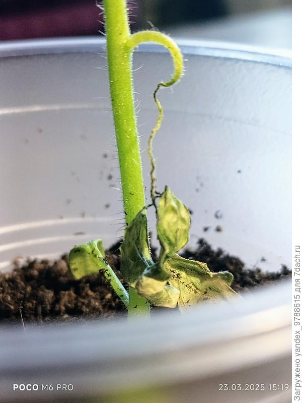 Вот здесь видно, что листу как будто перекрыли питание, перекусили поступление влаги и питания.