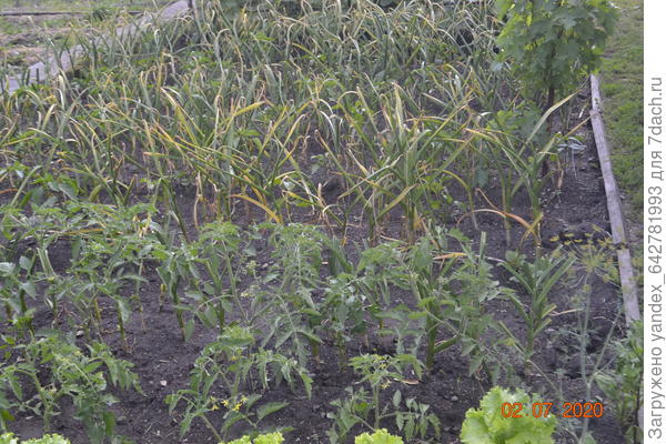 Вот мои томаты,никакими химическими удобрениями не пользуюсь,кроме навоз и навоз-перегноя.