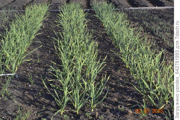 А в открытом грнте рассаду сажаю между луком и чесноком