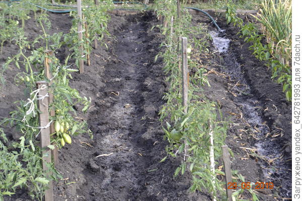 Я не поливаю рассаду лейкой,только по бороздкам,почва хорошо впитывается влагой