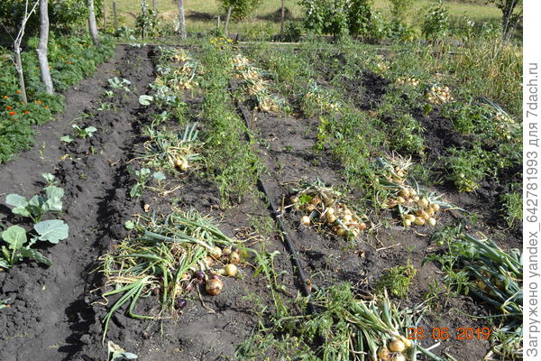 Убираю лук и делаю бороздки для полива.