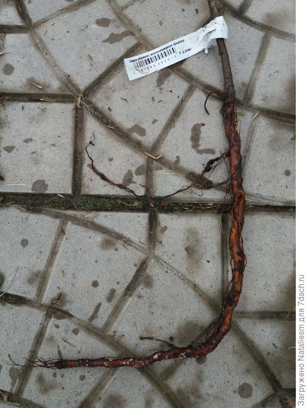 Слива Шедевр