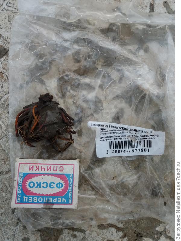 Земляника Гигантский деликатес