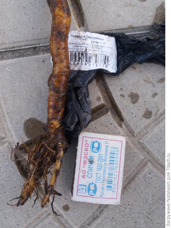 Черешня Овстуженка