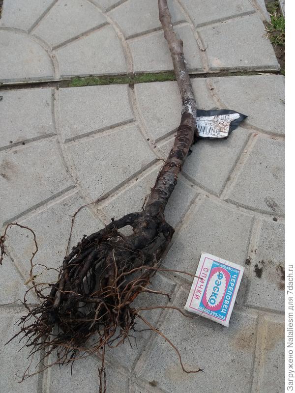 Яблоня карликовая Хани крисп