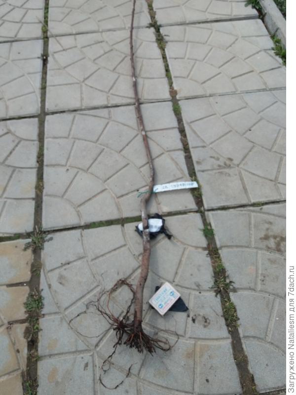 Слива Супериор