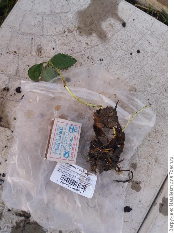 Земляника Зенга зенгана