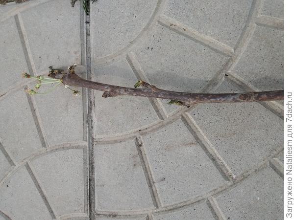 Черешня Овстуженка