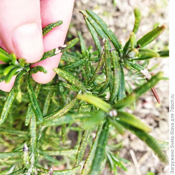 Верхушка розмарина