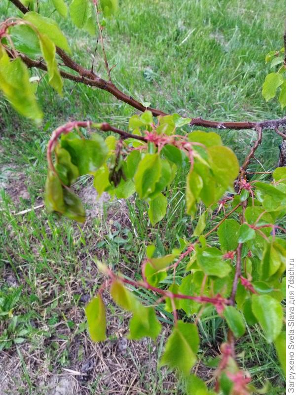 Увядшая веточка абрикоса