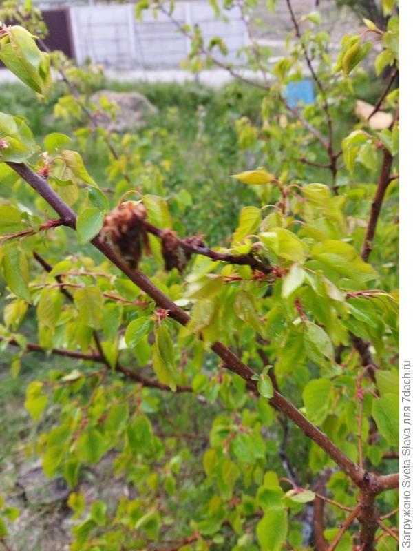 Почерневший побег абрикоса