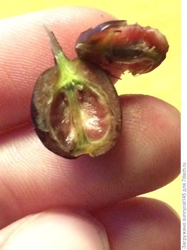 Постаралась как можно ближе сфотографировать.