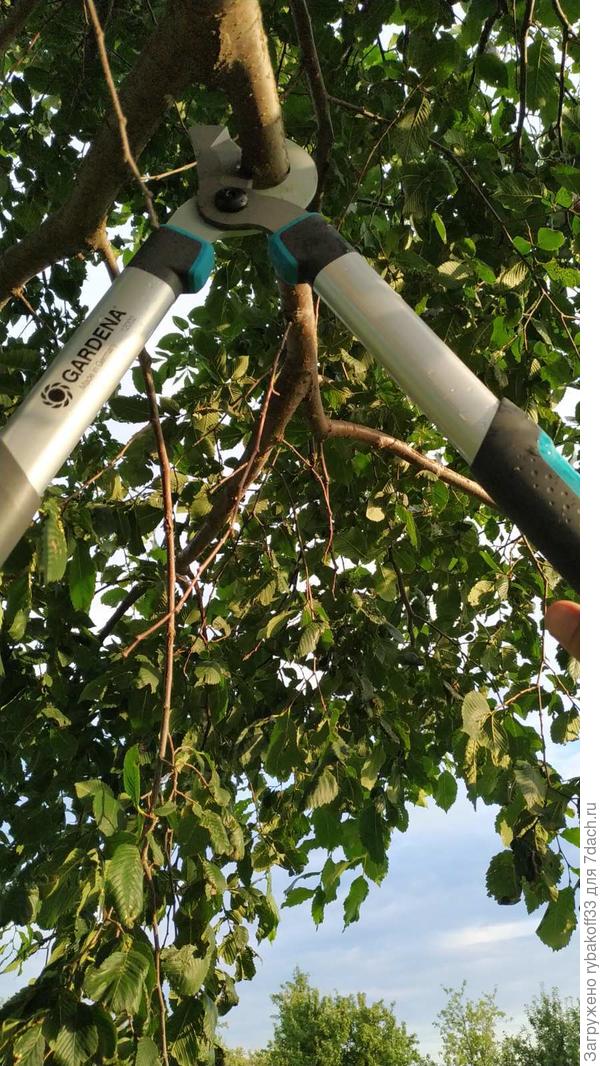 Вот так мы режем веточку