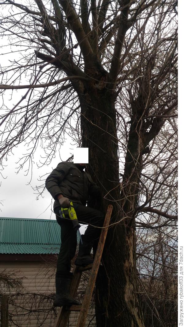 Готовим дерево к демонтажу)