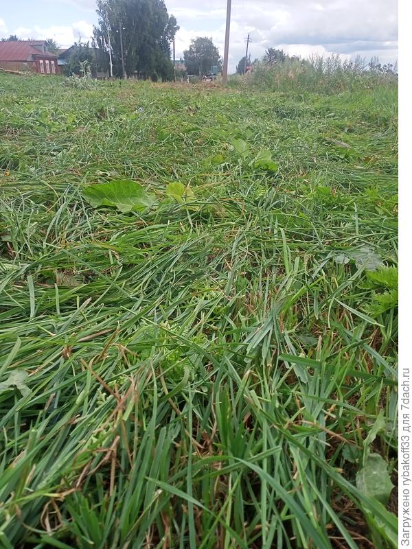 И нет травки...