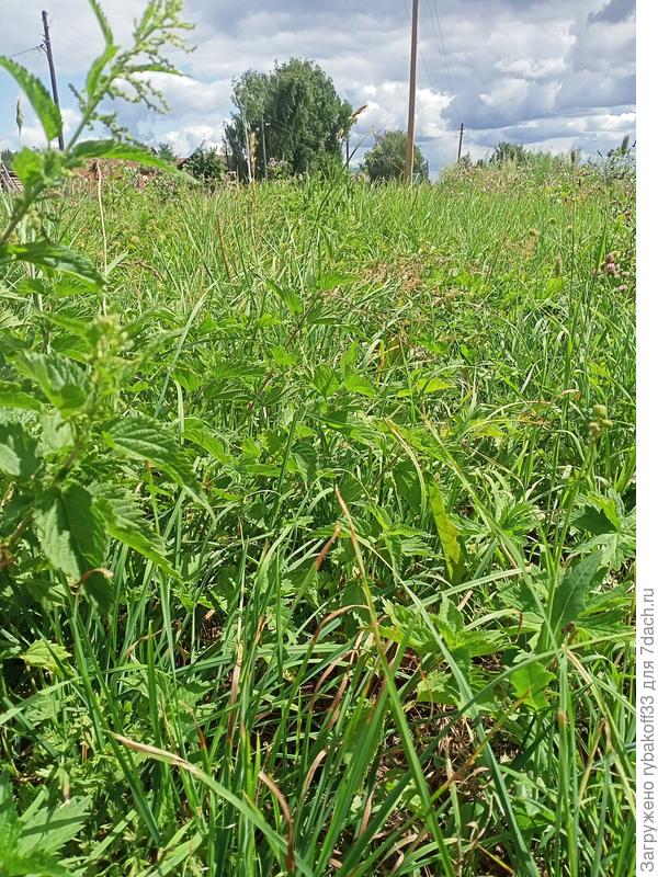 Была травка...