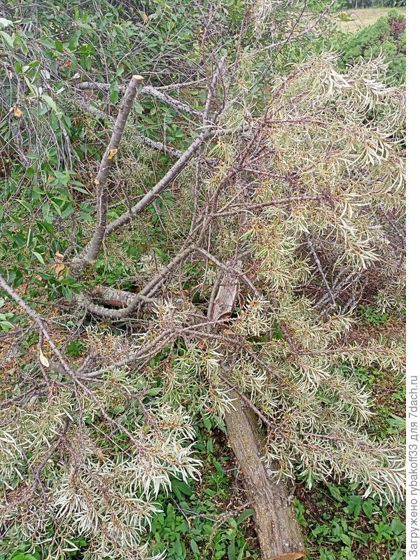 Напили кучку