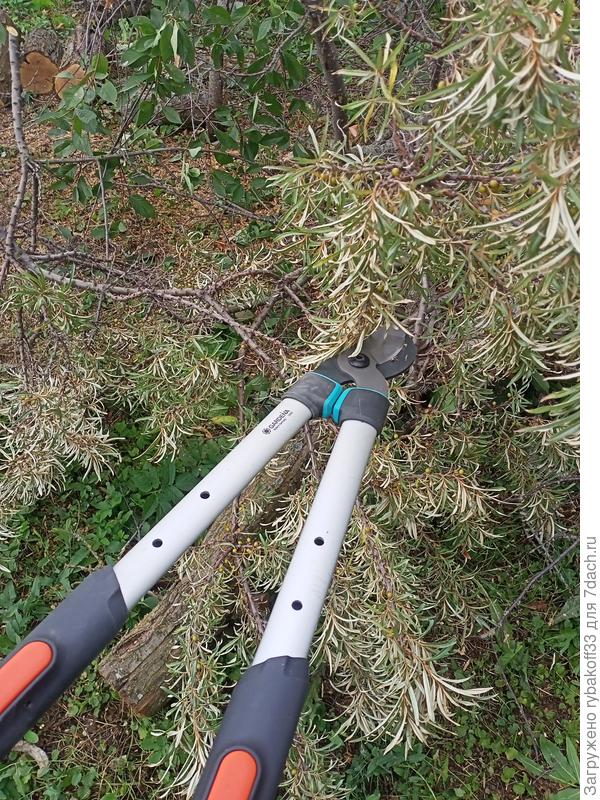 Откусим любые ветки