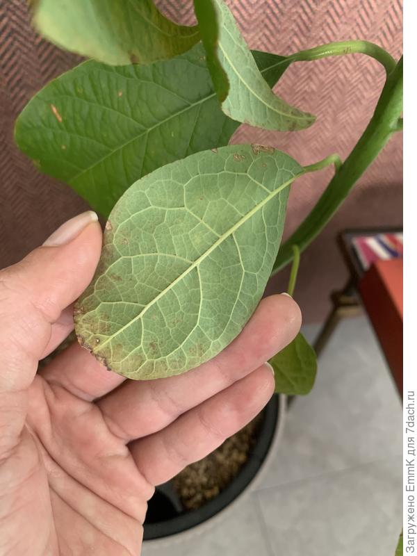 Не на всех обгоревших листьях с обратной стороны пятна