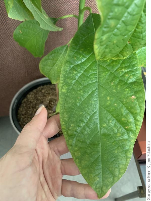 Депигментация, крапчатость