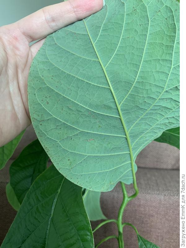 С обратной стороны выглядит так