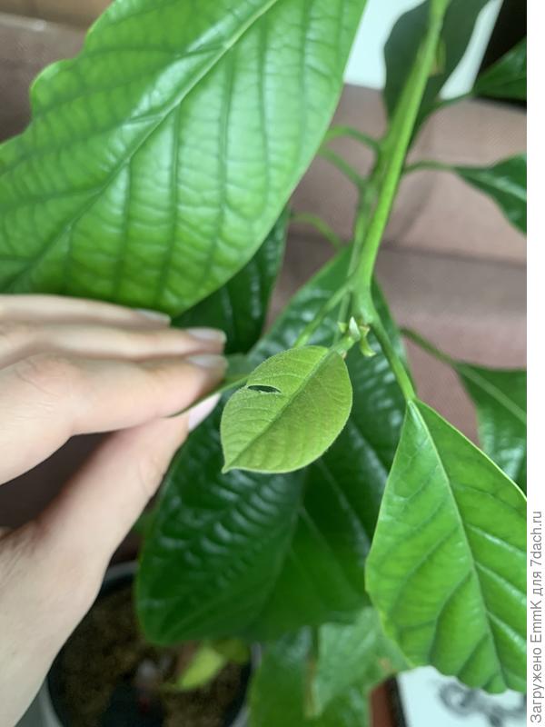 Маленький проклюнулся порванным