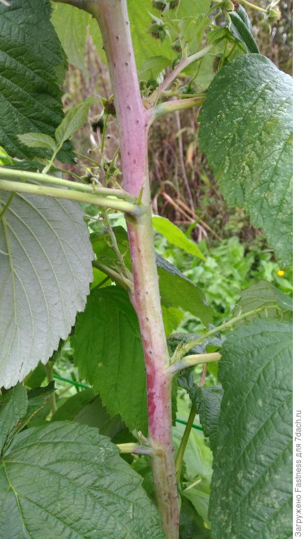 Взрослый побег