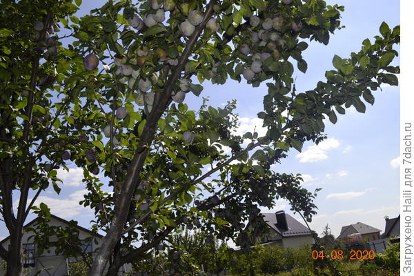 У меня на сливе столько плодов,даже ветки не выдерживают ломаются.