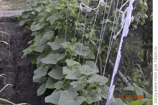 Огурцы выращиваю на шпалере и поливаю по бороздкам(по канавкам)