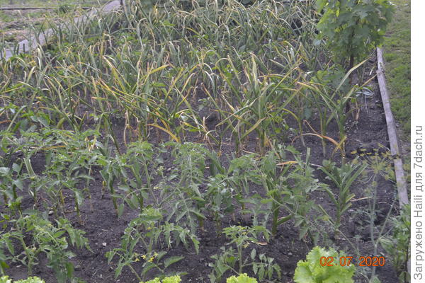 А здесь в перец и помидоры