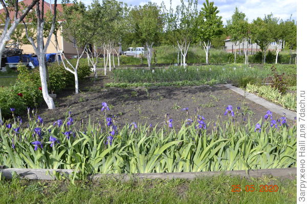 Вот общий вид сада и огорода.