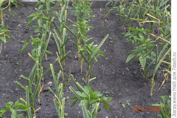 Вот рассада перца в чесноке.