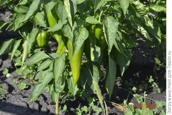 А здесь плоды