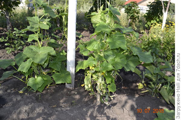 Вот на фото видно только ствол,я применил для огурцов как шпалеру,а была дерево черешня,зиму не выдержал.