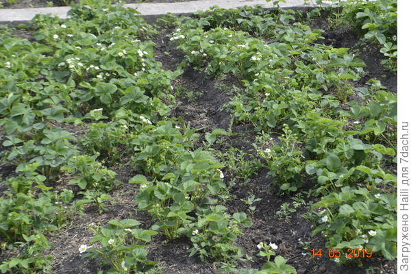 Вот на фото,моя клубника и никакими химикатами не пользуюсь,а прореживаю,то-есть срезаю нижние и больные листы.