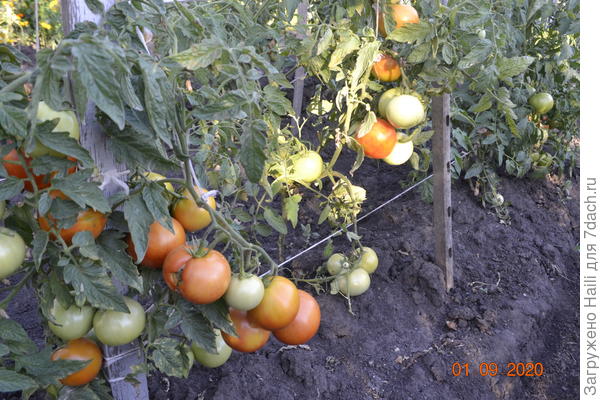 Надо ли поливать помидоры, когда плоды уже сформировались, висят на стебляхи ждут созревания? - ответы экспертов 7dach.ru