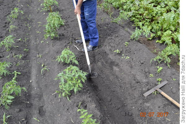 А сдесь делаю небольшие бороздки для полива.