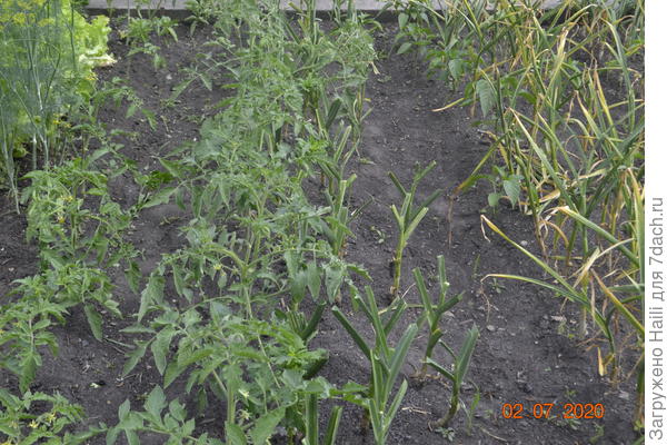 Вот на фото видно загруженность помидор.