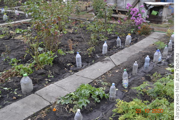 Вот так.Обрезаю веточки,осенью  и накрываю баклашкой,а весной убираю баклашки.