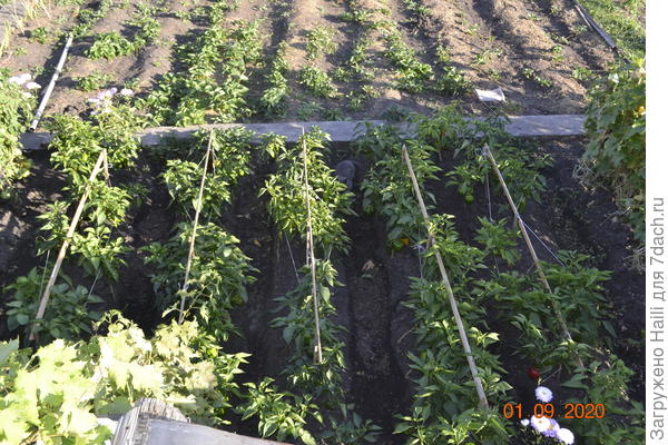 Поливаю по бороздкам,А клубнику мульчирую сухой травой и толщина мульчи не более 10 см. ,к некоторые рекомендуют толщина мульчи должна быть  30-35 см.Конечно под мульчей размножится слизни,там создаётся благоприятные условия для размножения слизней.